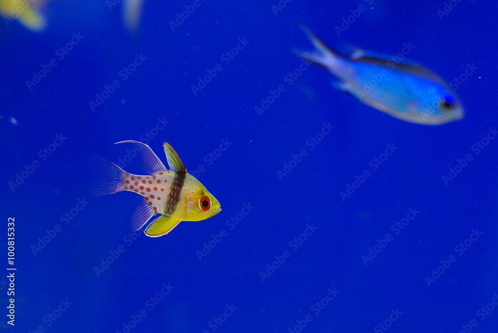 Naklejka premium yellow and blue fish in navy blue background aquarium