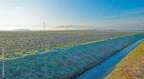 Geese flying over a sunny meadow in winter