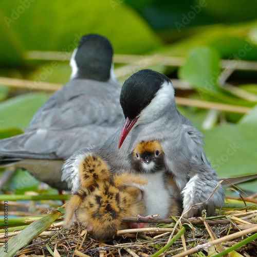 common tern feeding its chicks  (sterna hirundo)