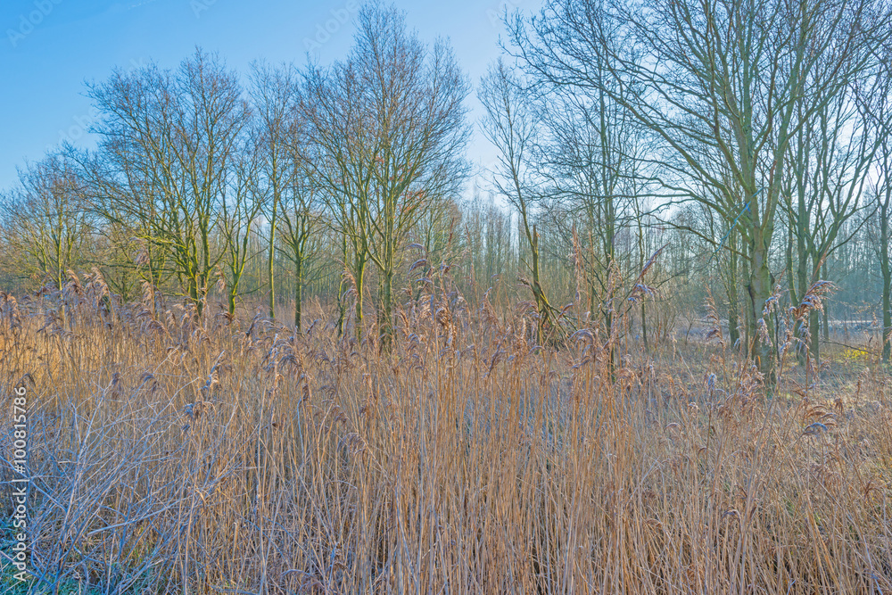 Frozen reed in nature in winter Frozen reed in nature in winter