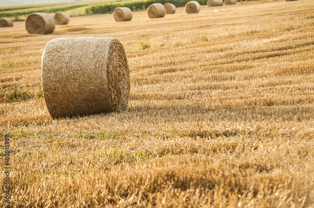 Roll of hay at farmland field