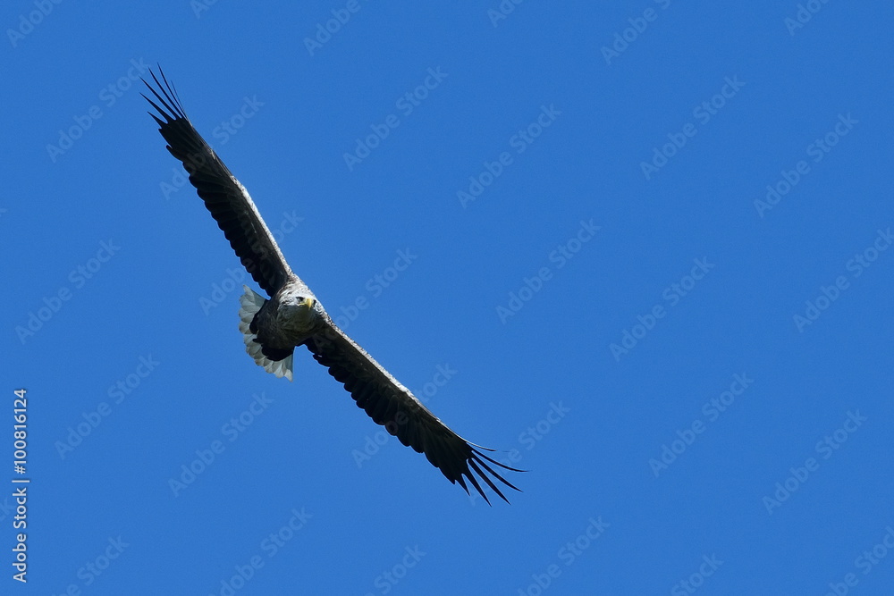 white tailed eagle (haliaeetus albicilla) flying white tailed eagle (haliaeetus albicilla) flying