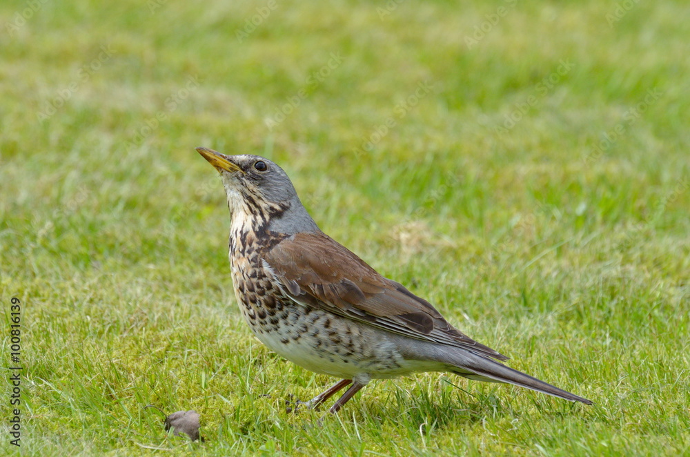 Fototapeta premium thrush outdoor (Turdus Obscurus)