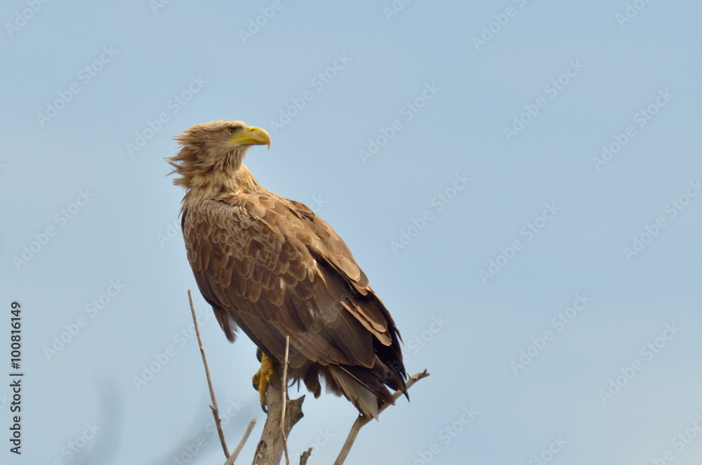 white-tailed eagle white-tailed eagle