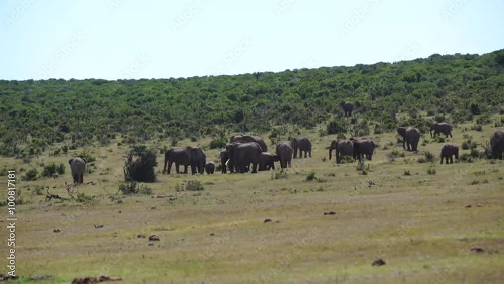 Big herd of elephants in Addo Elephant National Park South Africa Big herd of elephants in Addo Elephant National Park South Africa