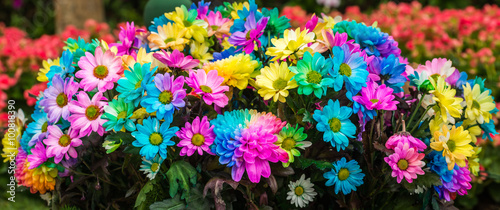 Fototapeta Naklejka Na Ścianę i Meble -  Rainbow chrysanthemum bouquet at decoration in garden.