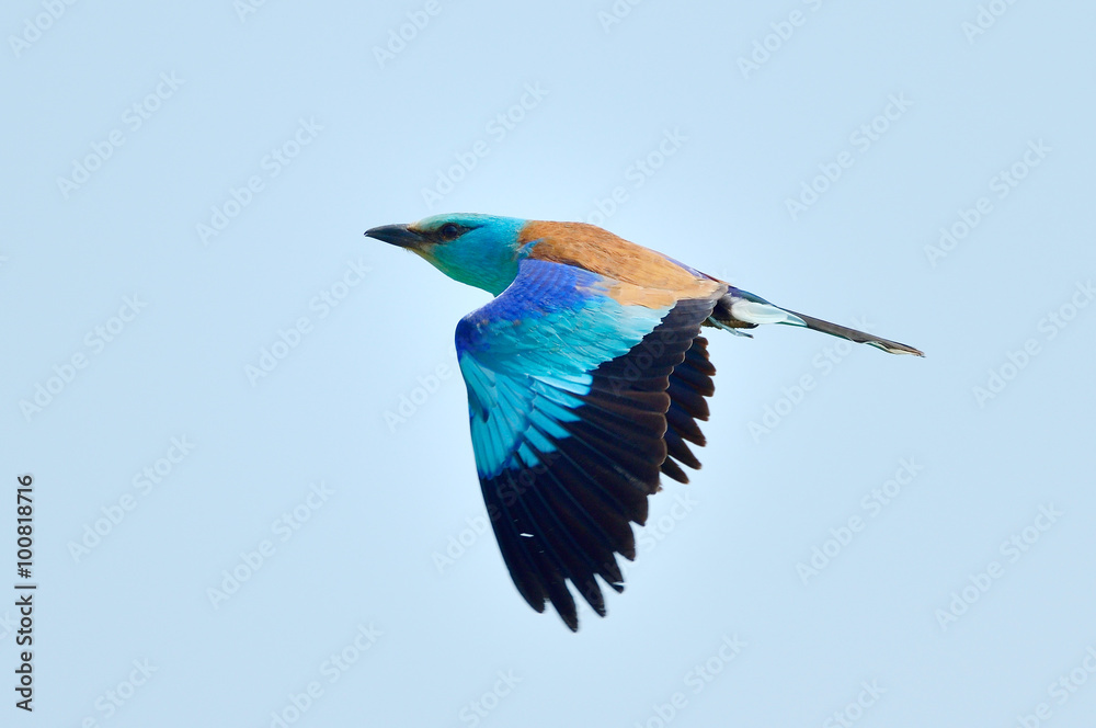 Obraz premium european roller (coracias garrulus) flying