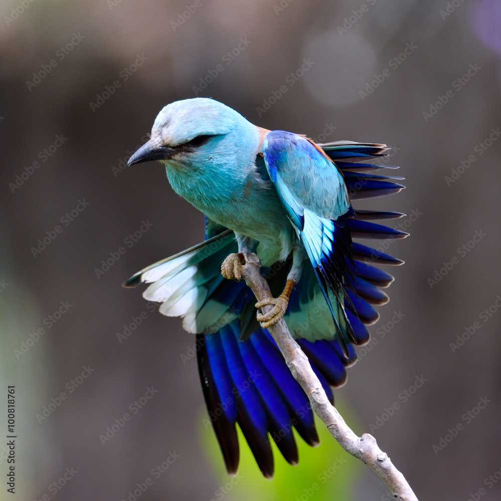 Fototapeta premium european roller (coracias garrulus) in natural habitat