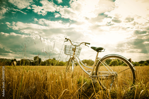 Retro bicycle in glass field, vintage tone  © totojang1977