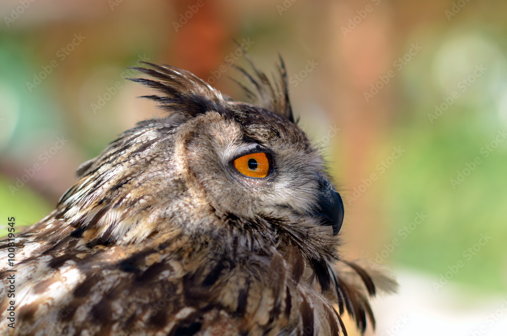 The Eurasian eagle-owl (Bubo bubo) The Eurasian eagle-owl (Bubo bubo)