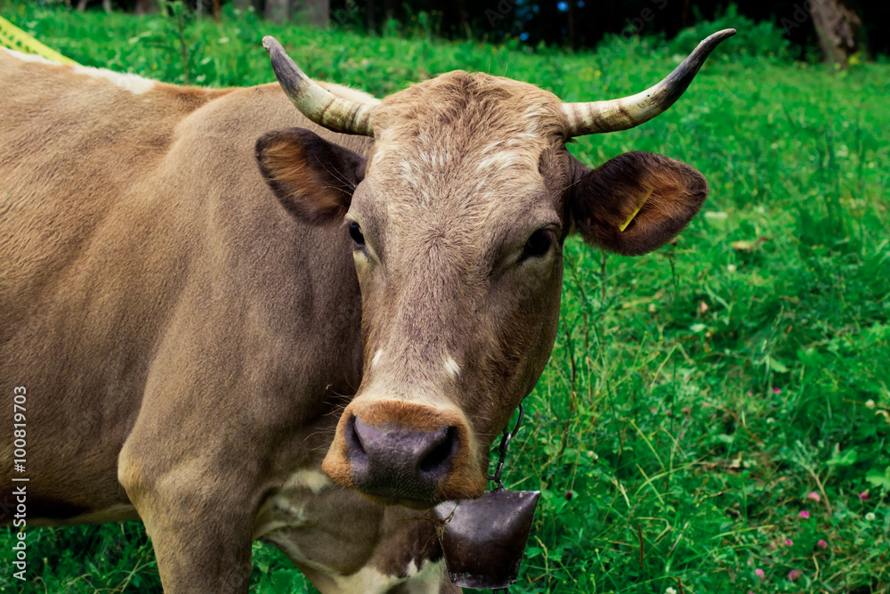 Cow on a meadow.