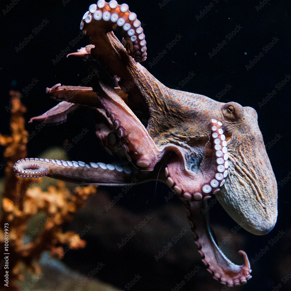Octopus