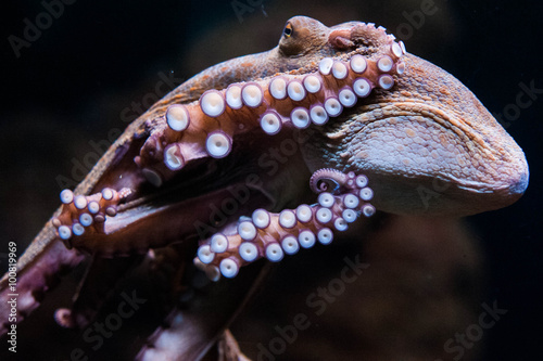 Photography Octopus