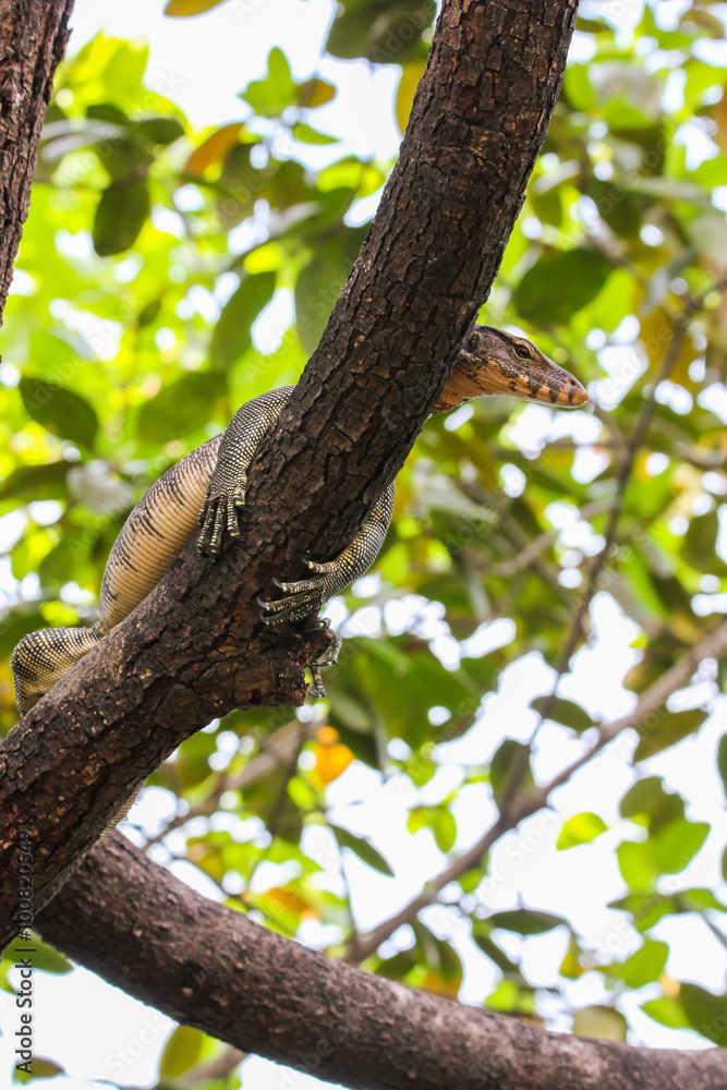 Monitor lizard ( Varanus salvator ) is sleeping on the tree Monitor lizard ( Varanus salvator ) is sleeping on the tree