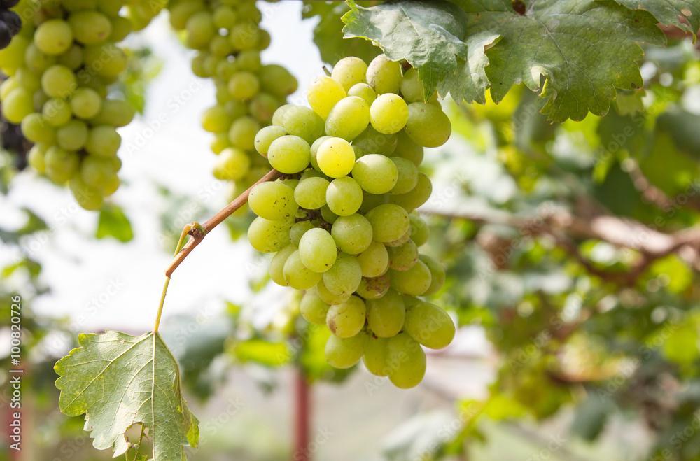 Green grapes on vine sunset time Green grapes on vine sunset time