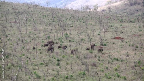 Hluhluwe imfolozi park landscape with a herd of elephants in South Africa