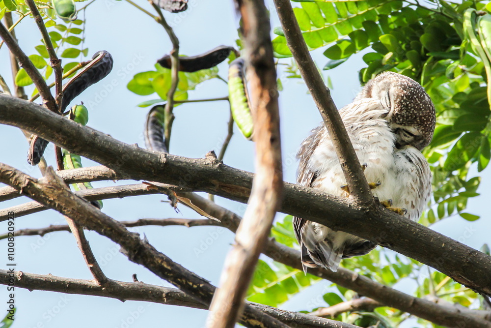 Spotted Owlet (Athene Brama) is sitting on the tree.