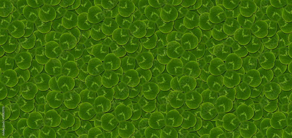 leaves clover trefoil shamrock  pattern