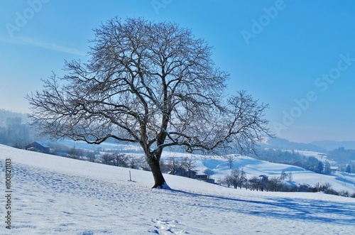 Winterlandschaft mit Baum © Franz Gerhard