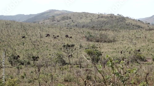Hluhluwe imfolozi park landscape with a herd of elephants in South Africa