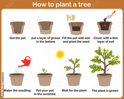 How to grow plants. easy step by step for kids