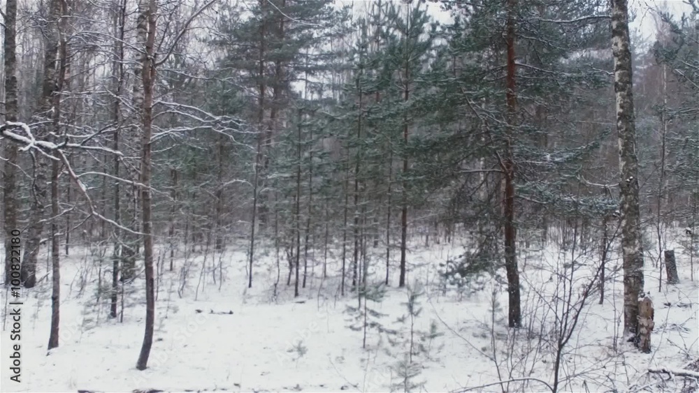 falling snow in the winter forest. slow motion 120 fps