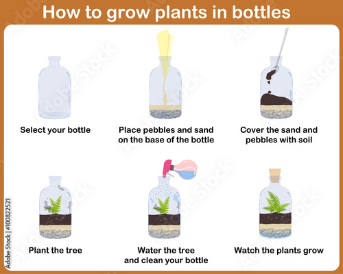 How to grow plants in bottles. Terrariums with tree.