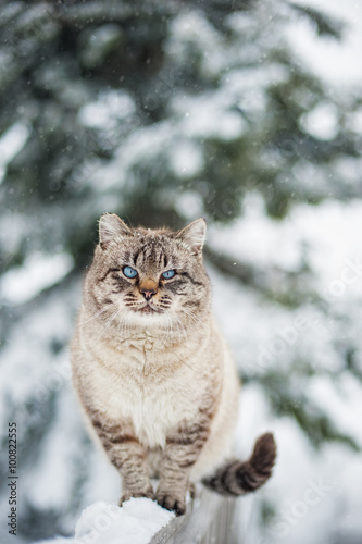 Siberian cat winter