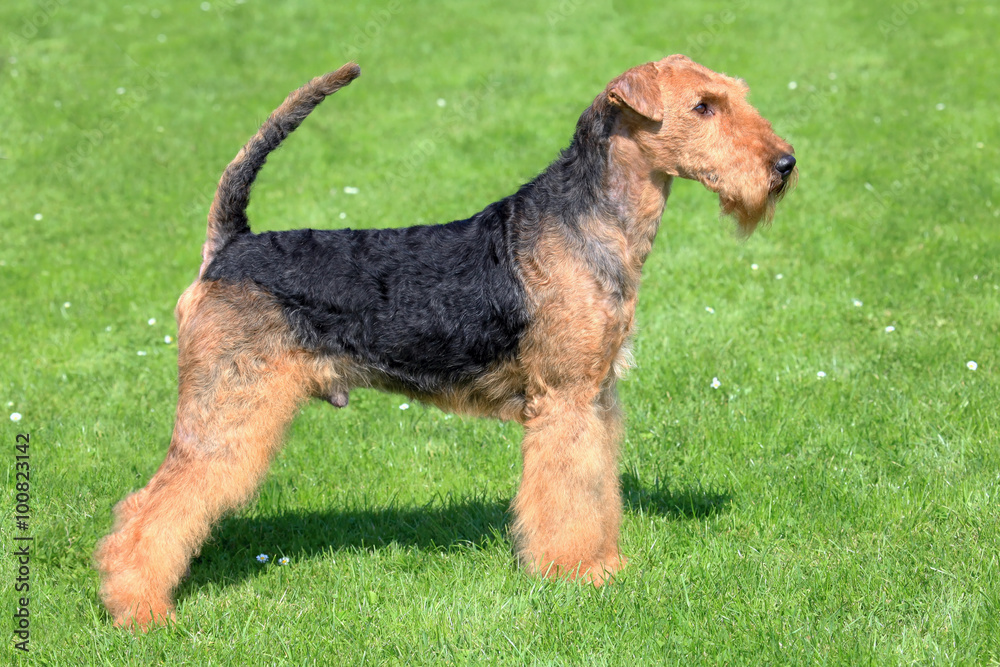 Airedale Terrier on a green grass lawn Airedale Terrier on a green grass lawn