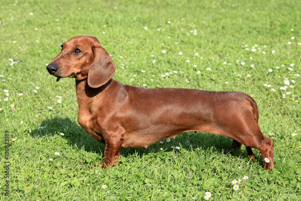 Dachshund Smoothie-haired Red  on a green grass lawn