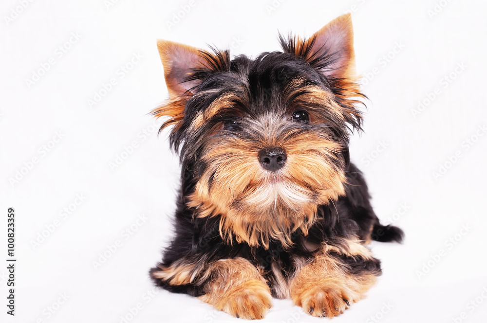 Yorkshire terrier puppy on a white background Yorkshire terrier puppy on a white background