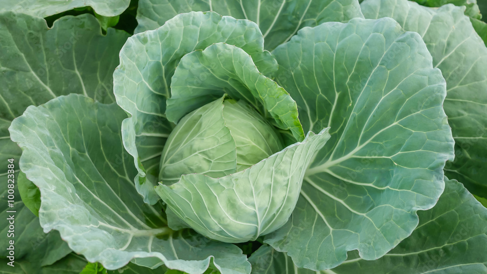 Freshly harvested cabbage Freshly harvested cabbage