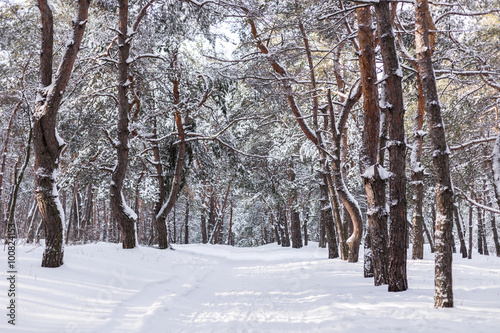 Pass through the winter forest