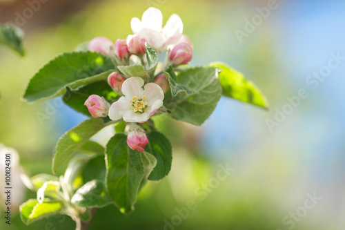 Blossom apple tree over nature background