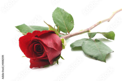  Red Rose isolated on white background