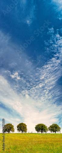 trees (106) with blue sky and clouds