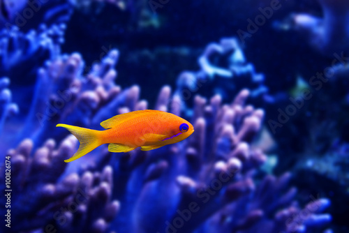coral fish - Pseudanthias squamipinnis