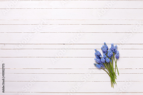 Background with blue muscaries flowers on white painted wooden p