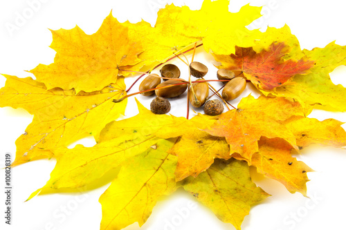 Yellow leaf isolated on white