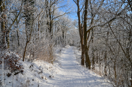 Winterwanderung in vernschneitem Wald