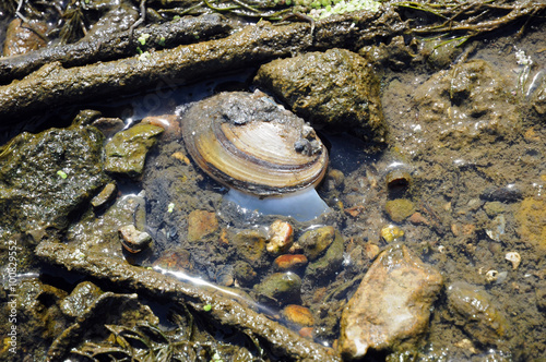 Reveal river mussel