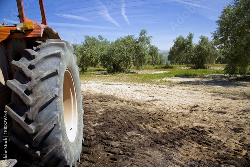  Tractor in the collection of olives in fields of Andalucia