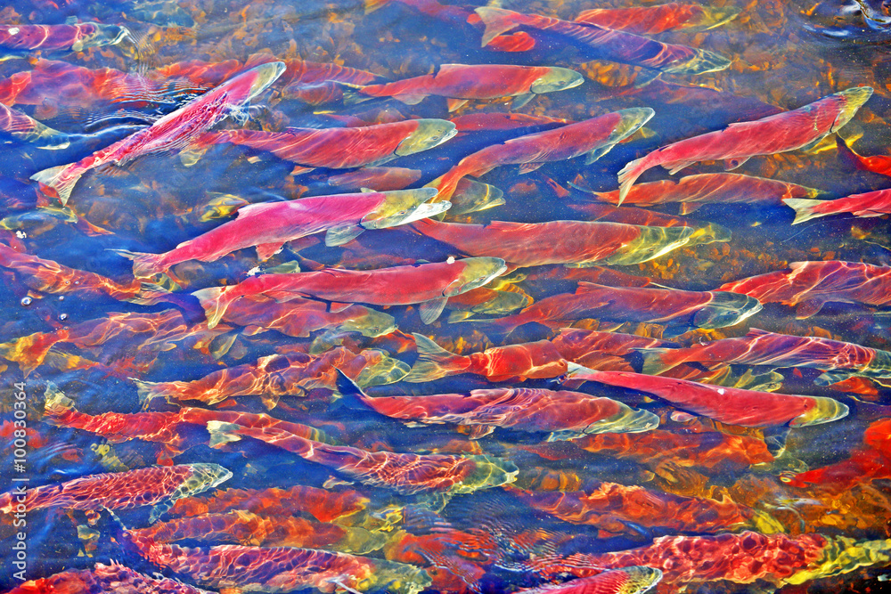 Fototapeta premium School of Sockeye Salmon migrating to spawning river.
