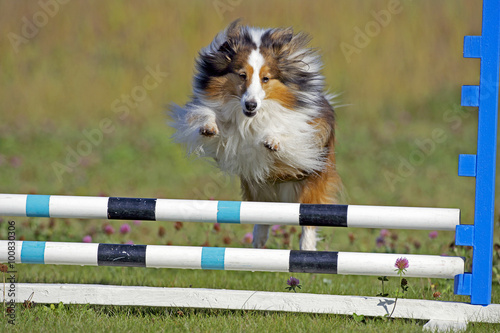Sheltie jumping over barrier on agility trial.