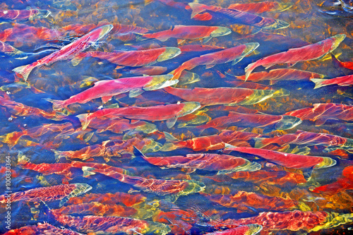 School of Sockeye Salmon migrating to spawning river. photo