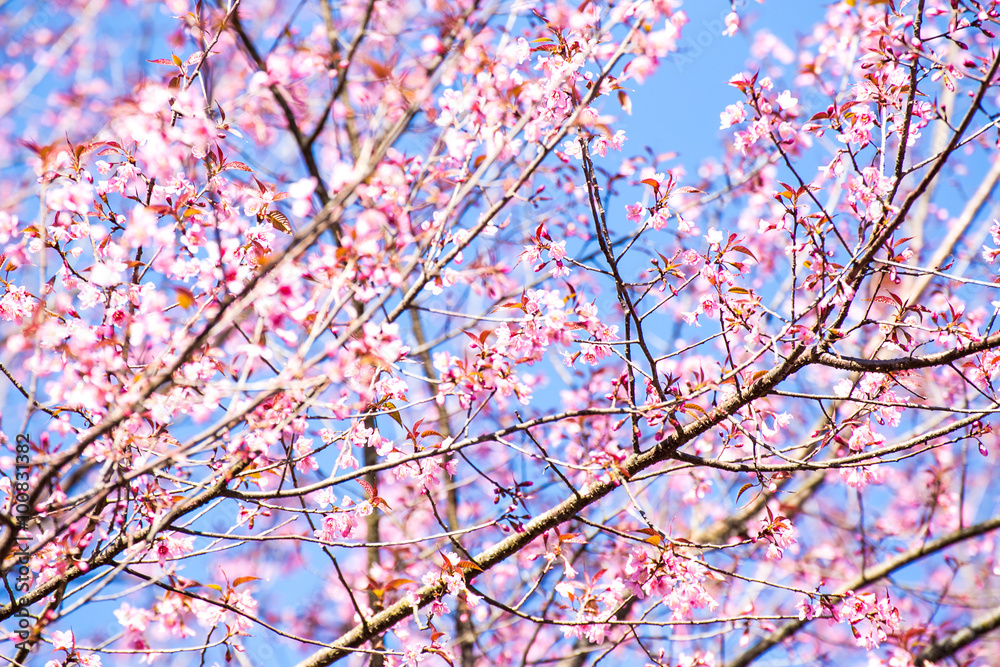 Pink sakura, Cherry blossom in Thailand. Pink sakura, Cherry blossom in Thailand.