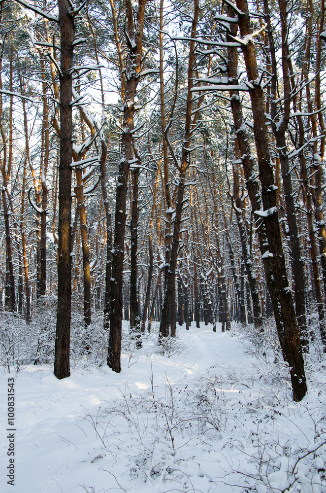 Landscape of winter coniferous forest with snow and sun Landscape of winter coniferous forest with snow and sun