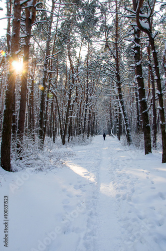 Landscape of winter coniferous forest with snow and sun