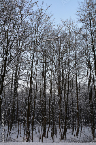 Wald im Winter