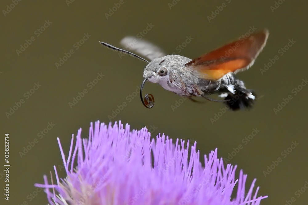 Obraz premium hummingbird hawk-moth hovering over a flower (Macroglossum stell